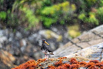 Variable oystercatcher (Haematopus unicolor) standing on seaweed covered rocks in rain, Doubtful Sound, Fiordland, New Zealand, January.