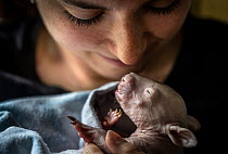 Bare-nosed wombat (Vombatus ursinus) female, orphan infant aged 4 months, wrapped in a blanket and being held by a veterinary student after being rescued when its mother was hit by a car, Joey and Bat...