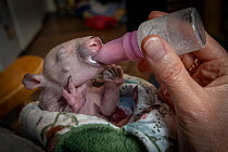 Bare-nosed wombat (Vombatus ursinus) female, orphan infant aged 4 months, being bottle fed by wildlife carer after being rescued, Beveridge, Victoria, Australia.  Beveridge, Victoria, Australia. Sept...