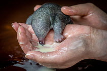 Short-beaked echidna (Tachyglossus aculeatus) male, orphan infant aged 45 days, being hand fed milk by veterinary student, Joey and Bat Sanctuary, Beveridge, Victoria, Australia. September, 2022. Capt...