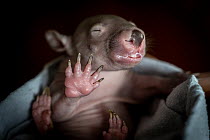 Bare-nosed wombat (Vombatus ursinus) female, orphan infant aged 4 months, wrapped in a blanket after being rescued when its mother was hit by a car, Joey and Bat Sanctuary, Beveridge, Victoria, Austra...