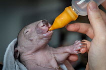 Bare-nosed wombat (Vombatus ursinus) female, orphan infant aged 4 months, being bottle-fed milk by a veterinary student after being rescued when its mother was hit by a car, Joey and Bat Sanctuary, Be...