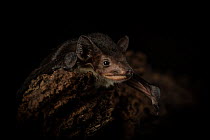 Yellow-bellied sheath-tailed bat (Saccolaimus flaviventris) male, resting on a log, Templestowe, Victoria, Australia. Captive. Controlled conditions.