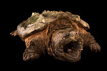 Suwannee alligator snapping turtle (Macrochelys suwanniensis) with mouth open, portrait, private collection, Florida, USA. Captive.