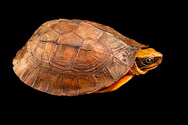 Annamite Vietnamese three-striped box turtle (Cuora cyclornata annamitica) juvenile, portrait, Turtle Survival Center, South Carolina. Captive, occurs in Vietnam. Critically endangered.