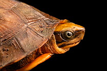 Annamite Vietnamese three-striped box turtle (Cuora cyclornata annamitica) juvenile, head portrait, Turtle Survival Center, South Carolina. Captive, occurs in Vietnam. Critically endangered.
