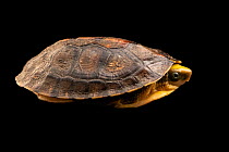 Yellow-headed box turtle (Cuora aurocapitata) juvenile, portrait, Turtle Survival Center, South Carolina. Captive, occurs in China. Critically endangered.