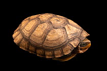 Zhou's box turtle (Cuora zhoui) aged 5 years, portrait, Turtle Survival Center, South Carolina. Captive, occurs in China. Critically endangered.