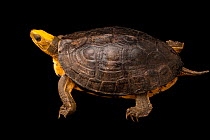 Western yellow-headed box turtle (Cuora aurocapitata dabieshani) portrait, Turtle Survival Center, South Carolina. Captive, occurs in China. Critically endangered.