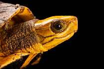 Western yellow-headed box turtle (Cuora aurocapitata dabieshani) head portrait, Turtle Survival Center, South Carolina. Captive, occurs in China. Critically endangered.
