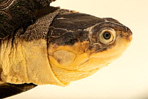 Variable mud turtle (Pelusios rhodesianus) head portrait, Turtle Survival Center, South Carolina. Captive, occurs in Africa.