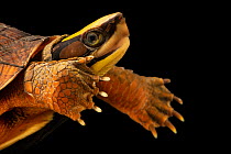 Chinese three-striped box turtle (Cuora trifasciata trifasciata) with front legs outstretched, head portrait, Turtle Survival Center, South Carolina. Captive, occurs in China. Critically endangered.