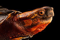 Asian box turtle (Cuora serrata) head portrait, Turtle Survival Center, South Carolina. Hybrid - Coura galbinifrons, Coura bourreti and Coura mouhotii combine to make this hybrid species in the wild....
