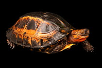 Asian box turtle (Cuora serrata) portrait, Turtle Survival Center, South Carolina. Hybrid - Coura galbinifrons, Coura bourreti and Coura mouhotii combine to make this hybrid species in the wild. Capti...