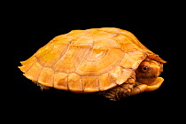 Keeled box turtle (Cuora mouhotii mouhotii) ivory color phase, portrait, Turtle Survival Center, South Carolina. Captive, occurs in Asia. Endangered.