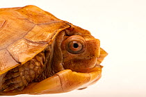 Keeled box turtle (Cuora mouhotii mouhotii) ivory color phase, head portrait, Turtle Survival Center, South Carolina. Captive, occurs in Asia. Endangered.