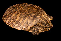Burmese narrow-headed softshell turtle (Chitra vandijki) portrait, Turtle Survival Center, South Carolina. Captive, occurs in Southeast Asia. Critically endangered.