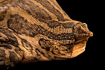 Burmese narrow-headed softshell turtle (Chitra vandijki) head portrait, Turtle Survival Center, South Carolina. Captive, occurs in Southeast Asia. Critically endangered.
