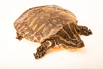 Burmese narrow-headed softshell turtle (Chitra vandijki) portrait, Turtle Survival Center, South Carolina. Captive, occurs in Southeast Asia. Critically endangered.