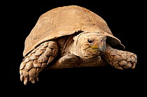 Asian brown tortoise (Manouria emys) portrait, Cheyenne Mountain Zoo. Captive, occurs in Southeast Asia. Critically endangered.