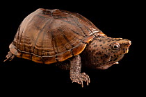 Loggerhead musk turtle (Sternotherus minor) portrait, Tennessee Aquarium, USA. Captive.