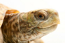 Desert box turtle (Terrapene ornata luteola) head portrait, Phoenix Zoo, Arizona, USA. Captive.