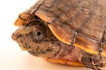 Loggerhead musk turtle (Sternotherus minor) head portrait, Tennessee Aquarium, USA. Captive.