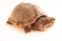 Loggerhead musk turtle (Sternotherus minor) portrait, Tennessee Aquarium, USA. Captive.