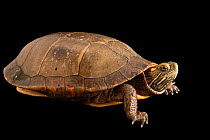 Eastern painted turtle (Chrysemys picta picta) portrait, Tennessee Aquarium, USA. Captive.