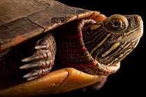 Eastern painted turtle (Chrysemys picta picta) head portrait, Tennessee Aquarium, USA. Captive.