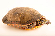 Eastern painted turtle (Chrysemys picta picta) portrait, Tennessee Aquarium, USA. Captive.