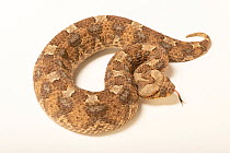 Horned viper (Bitis caudalis) portrait, Sedgwick County Zoo. Captive, occurs in southwest Africa.