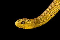 Broadley's bush viper (Atheris broadleyi) head portrait, Reptile Lagoon. Captive, occurs in West Africa.