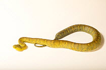 Broadley's bush viper (Atheris broadleyi) portrait, Reptile Lagoon. Captive, occurs in West Africa.