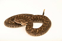Campbell's rattlesnake (Crotalus campbelli) portrait, Chiricahua Desert Museum. Captive, occurs in Mexico.
