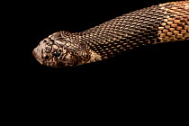 Common shield-nose snake (Aspidelaps scutatus scutatus) head portrait, Kentucky Reptile Zoo. Captive, occurs in Africa.