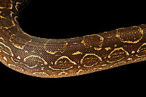 Argentine boa constrictor (Boa constrictor occidentalis) skin detail, Kentucky Reptile Zoo. Captive, occurs in South America.