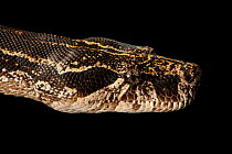 Argentine boa constrictor (Boa constrictor occidentalis) head portrait, Kentucky Reptile Zoo. Captive, occurs in South America.