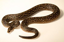 Argentine boa constrictor (Boa constrictor occidentalis) portrait, Kentucky Reptile Zoo. Captive, occurs in South America.