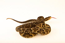 Jararaca (Bothrops jararaca) coiled up, portrait, Kentucky Reptile Zoo. Captive, occurs in South America.