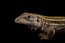 Sonoran spotted whiptail lizard (Aspidoscelis sonorae) portrait, Omaha's Henry Doorly Zoo and Aquarium. Captive, occurs in southwestern USA and Mexico.