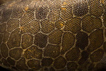 Reticulated collared lizard (Crotaphytus reticulatus) skin detail, San Antonio Zoo, Texas, USA. Captive.