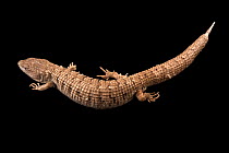 San Diego alligator lizard (Elgaria multicarinata webbii) portrait, Arizona-Sonora Desert Museum, USA. Captive.