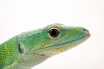 Green keel-bellied lizard (Gastropholis prasina) head portrait, Urban Ark Conservation. Captive, occurs in East Africa.