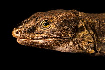 Northern Tenerife lizard (Gallotia galloti eisentrauti) head portrait, Wroclaw Zoo. Captive, occurs in Canary Islands.