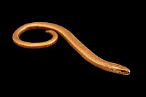Slowworm (Anguis fragilis) portrait, Natural History and Science Museum Porto. Captive.