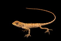 Goetz forest lizard (Calotes goetzi) portrait, Angkor Centre for Conservation of Biodiversity. Captive, occurs in China and Southeast Asia.