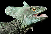 Green crested basilisk (Basiliscus plumifrons) with mouth open, head portrait, Buffalo Zoo. Captive, occurs in Central America.