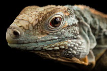 Grand Cayman blue iguana (Cyclura lewisi) juvenile, head portrait, Rolling Hills Zoo. Captive, occurs in Grand Cayman. Endangered.