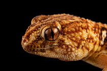 Giant Namibian sand gecko (Chondrodactylus angulifer angulifer) head portrait, private collection, Texas. Captive, occurs in southern Africa.